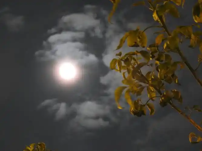 八月十五的月亮