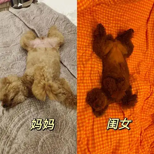 亲生的 绝对亲生的随了妈妈了,爸爸从来不会这样睡#我家宠物好可爱