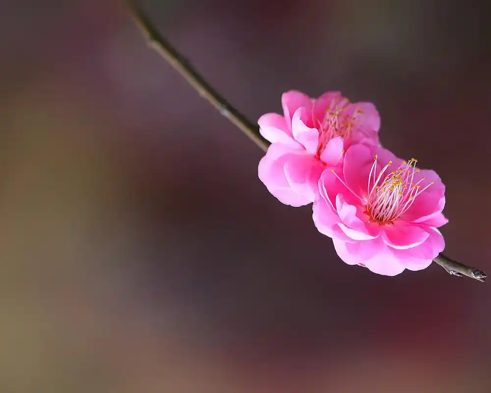 凌风傲雪的美艳梅花摄影图片桌面壁纸