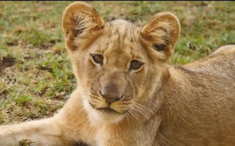 小狮子们长大啦