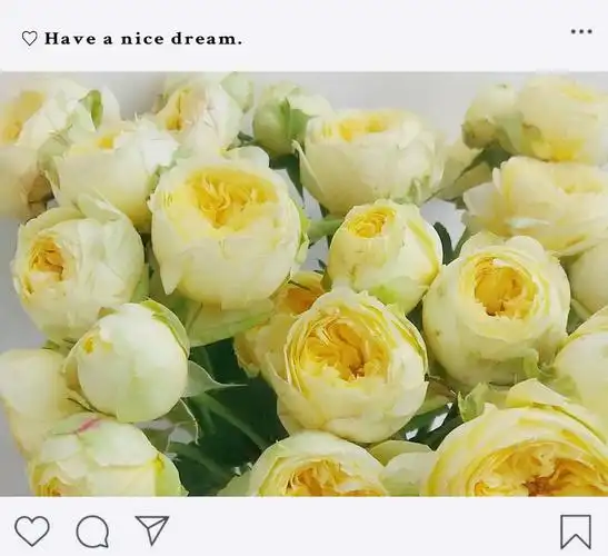 超爱大花头的泡泡,凯特琳娜是最爱,无数次回购!