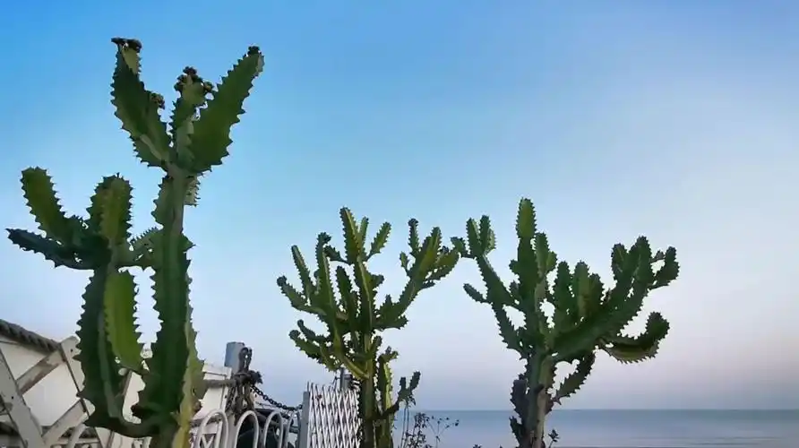 阳光 沙滩 海浪 仙人掌.