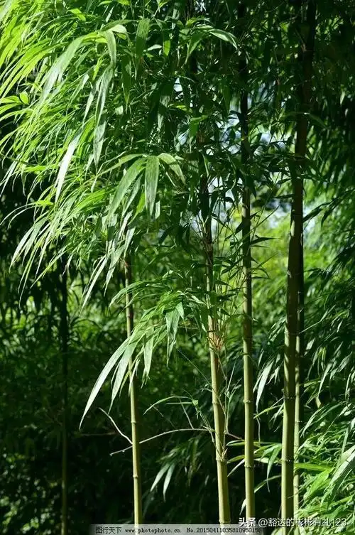 竹子的海洋,精美护眼手机壁纸美图