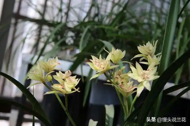 便宜好养的兰花品种,最容易养的兰花