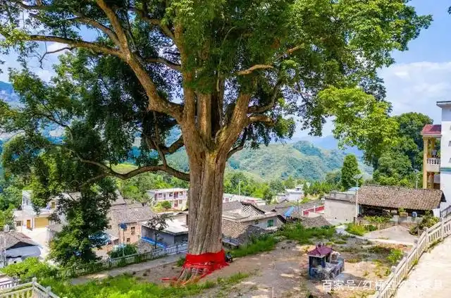 实属罕见!发现千年金丝楠木,树龄超1300年,堪称亚洲楠木王!