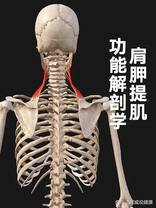 每日坚持学肌肉功能解剖,肩胛提肌改善颈椎