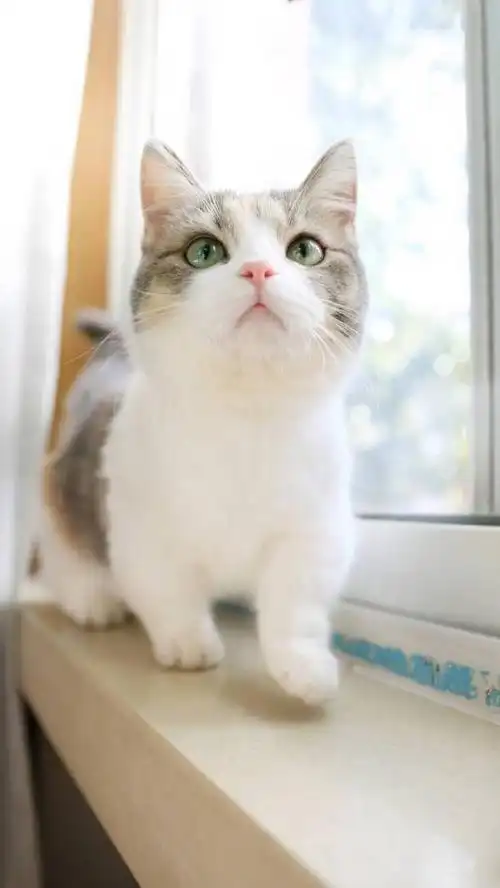 萌萌哒的猫星人高清图片大全 一_可爱图片_我要个性网