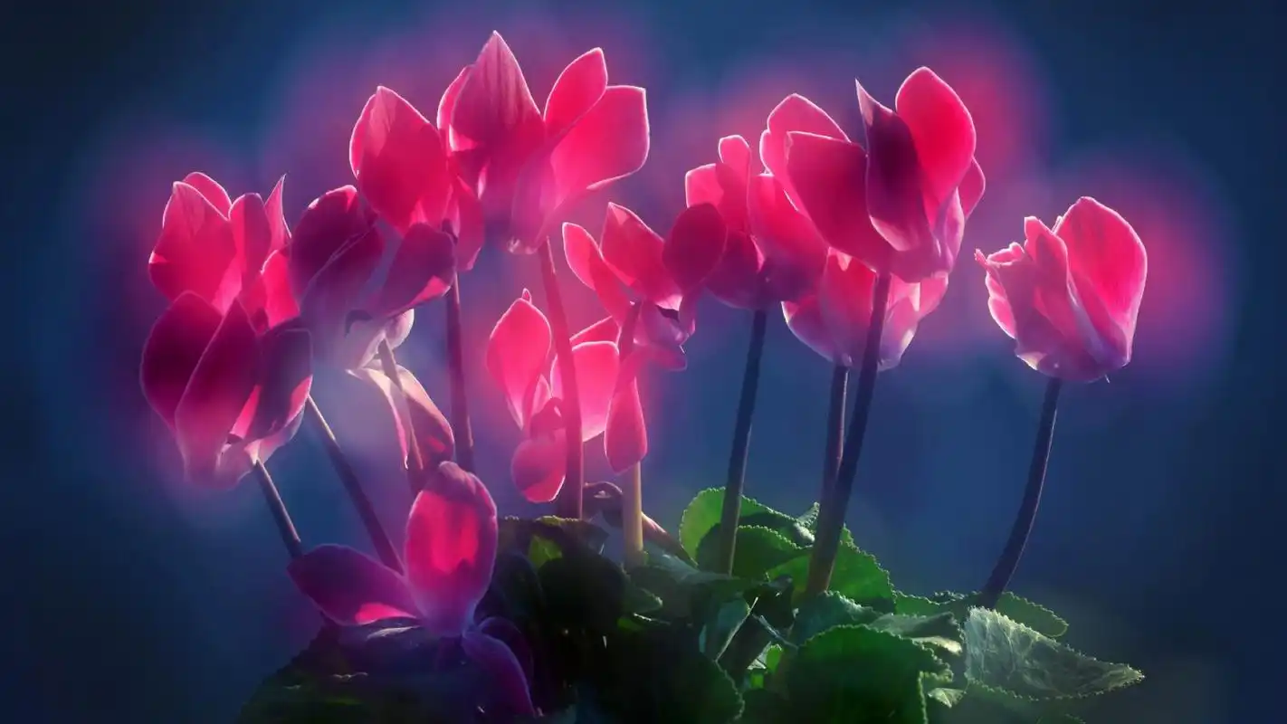 唯美花卉仙客来宽屏电脑桌面主题壁纸下载(二)