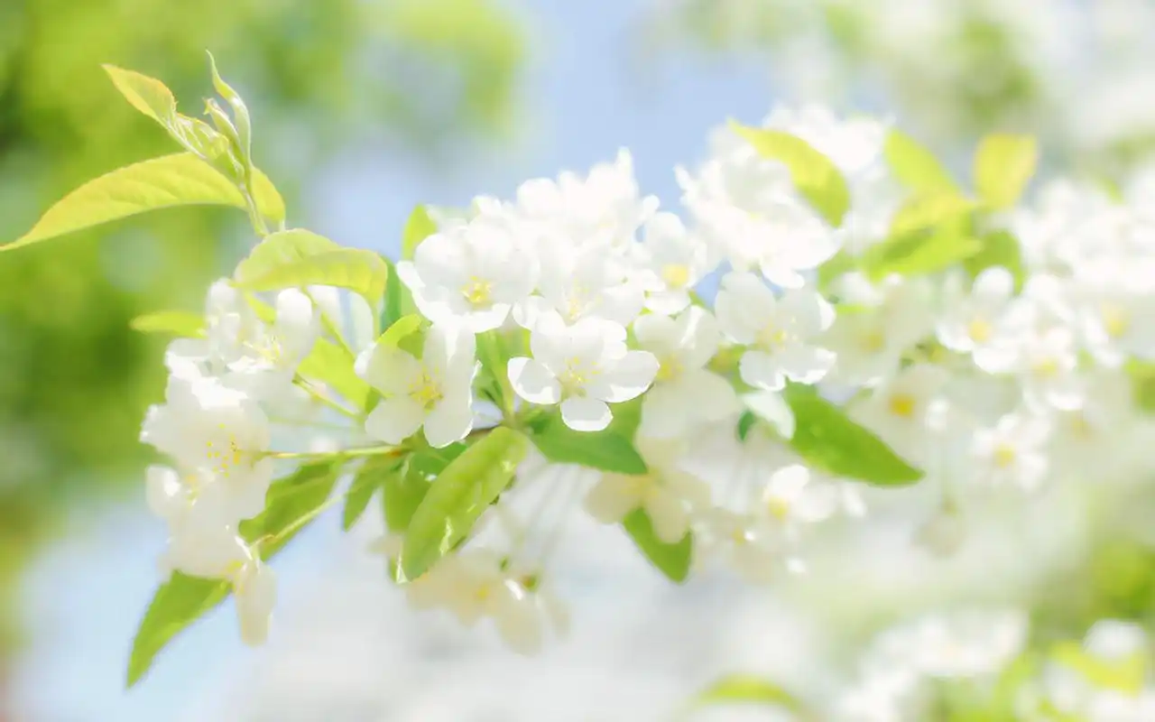 小清新唯美花卉高清图片桌面壁纸