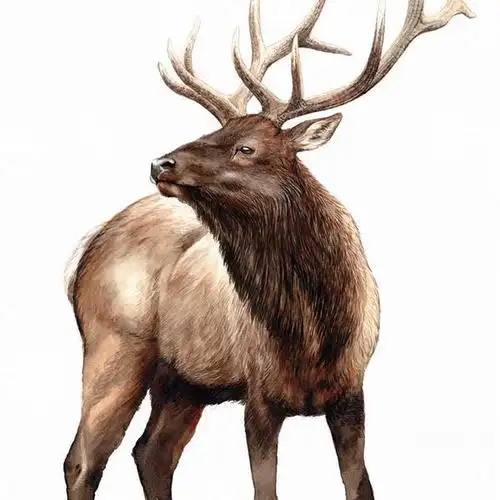 许宁-天山马鹿高清电子版600dpi