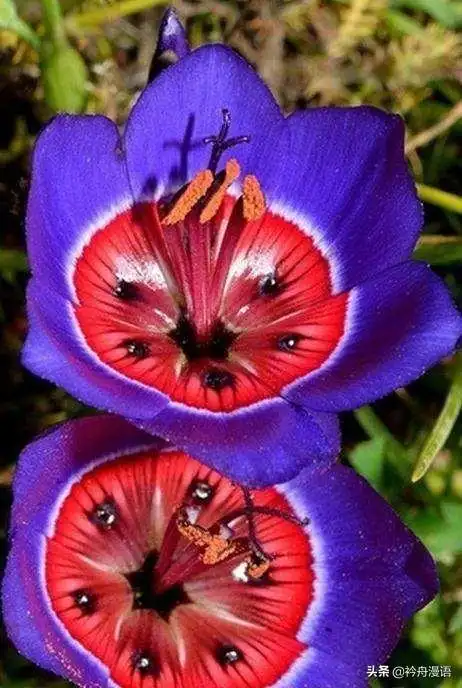 全球十种最漂亮的花(什么花最漂亮第一名图片)