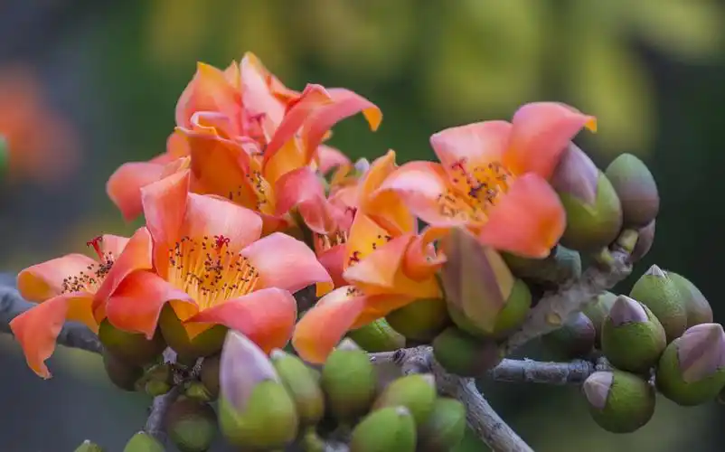 白色木棉花花语是什么有什么传说