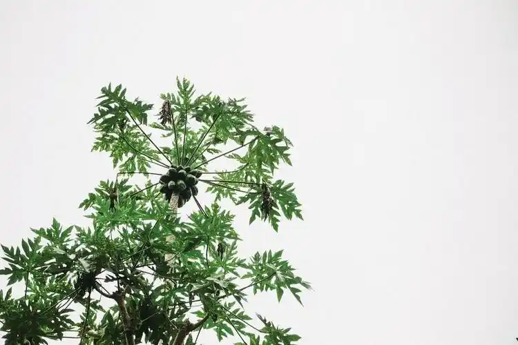 白底ins风植物背景图片