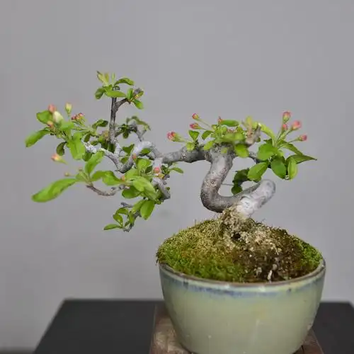 日本中国记忆三叶海棠小微型品盆栽小品黄果绿植