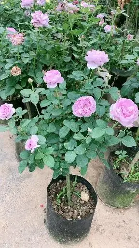 蓝色风暴棒棒糖月季