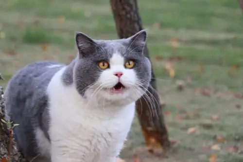 沐米猫舍 英国短毛猫 蓝白色 种猫