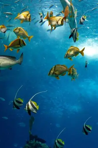 许多鱼,海,水下 750x1334 iphone 8/7/6/6s 壁纸,图片,背景,照片