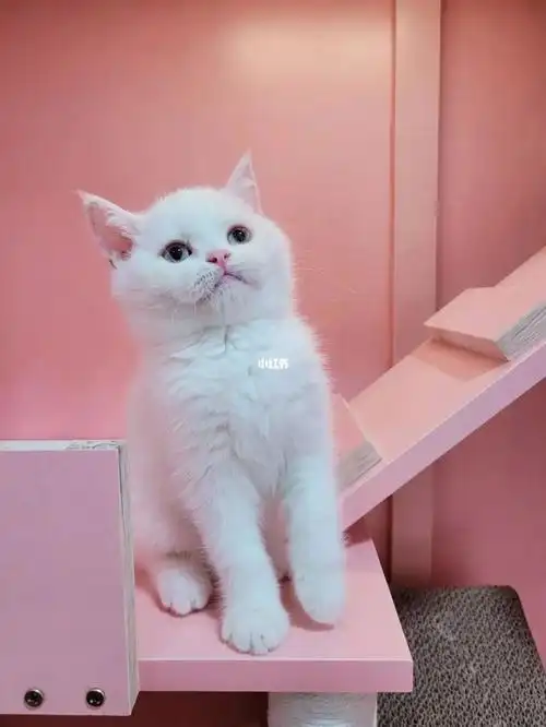 超高颜值的小猫咪纯白色英国短毛猫