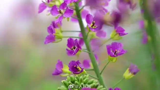 油菜花可以有多少种颜色