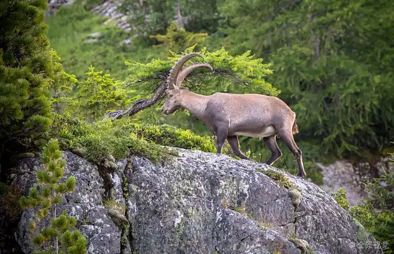 石山羊_阿尔卑斯野山羊_阿尔卑斯山_图片大全—全景创意图库(quanjing
