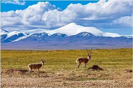 中国可可西里藏北无人区的风景怎么样