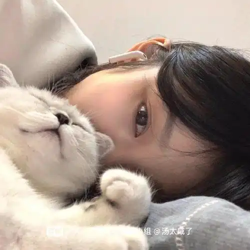 想要美女与猫猫的类型的头像