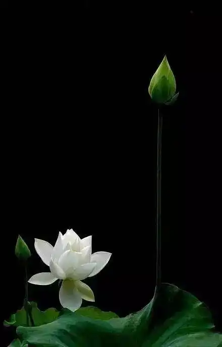 问莲每一个遇见都是佛前