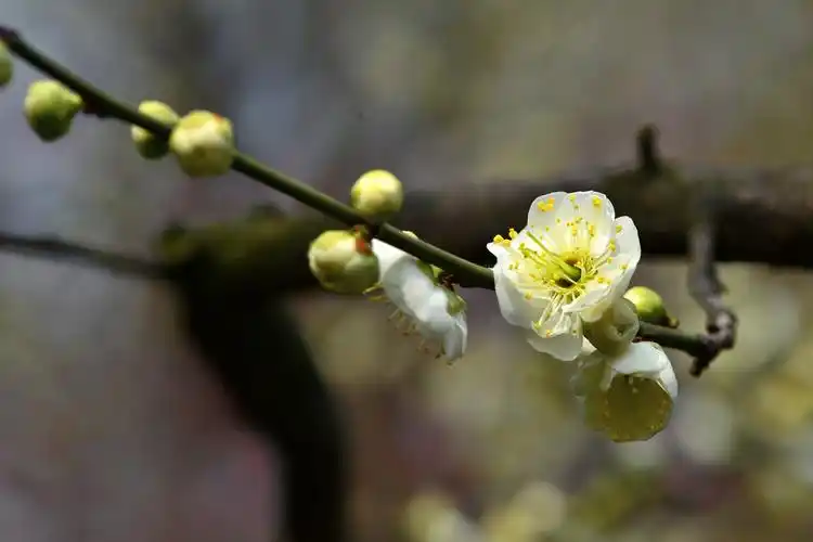 梅之雅韵(绿萼)
