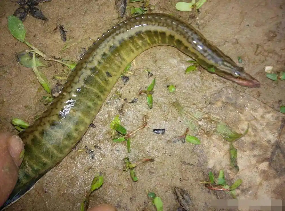 农村最难捕捉的刀鳅鱼,一百多一斤有价无货 刀鳅鱼