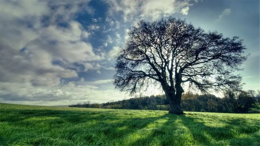 82张护眼电脑桌面壁纸,超多超全,唯美漂亮