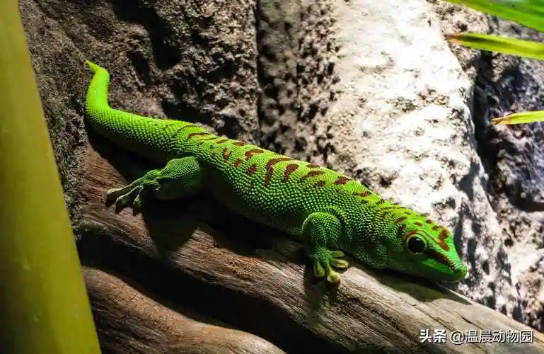 豹纹守宫蜥蜴(豹纹守宫很可爱)