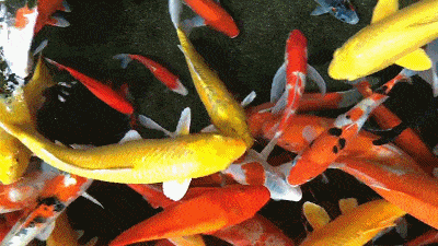 拜个锦鲤求一年好运~锦鲤大观园让人忍不亲自给它喂食呢!