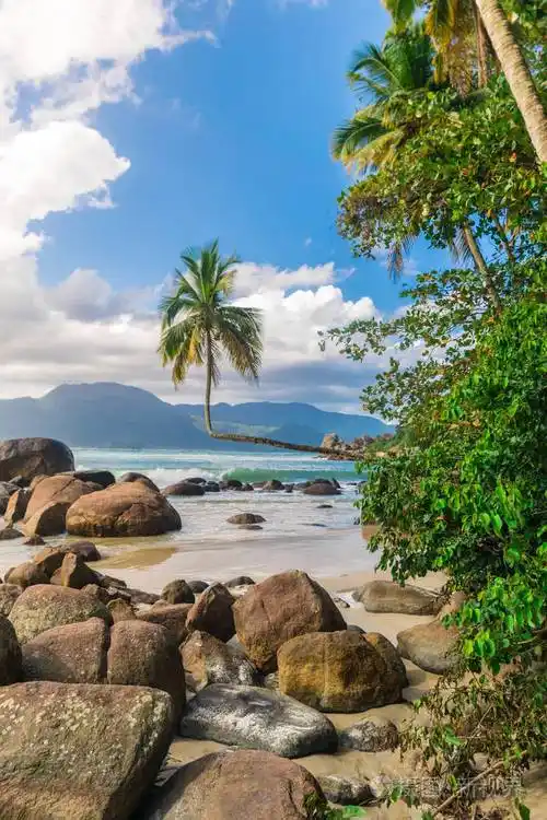 热带风景,阳光明媚的海滩上有一棵水平生长的精致椰子树,沙滩边有大