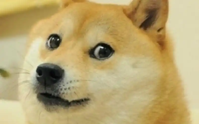 这视频有剧毒 务必看到最后(doge脸)