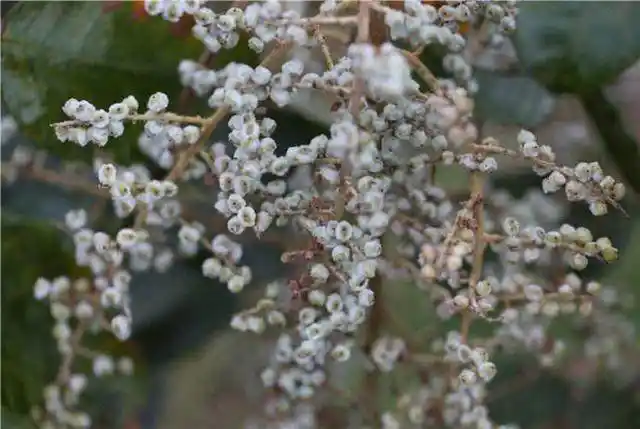 大山里的"担盐果",农村娃最爱的零食,如今吃过的都结婚了吧