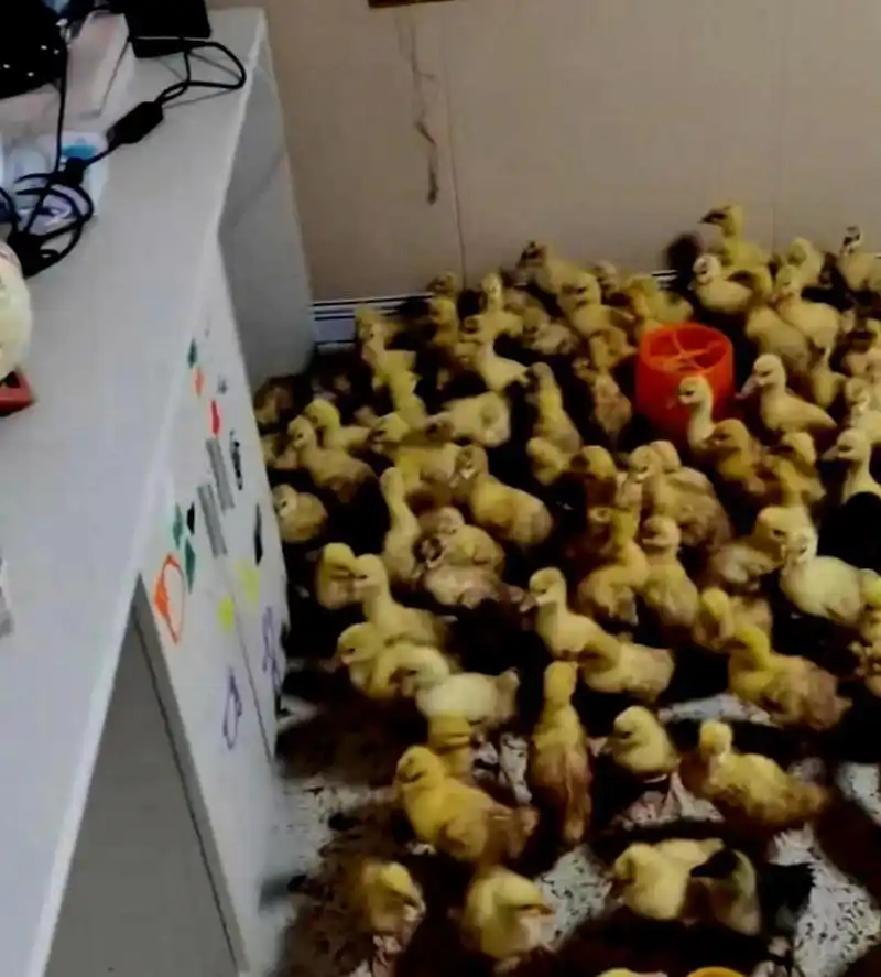 同居的是人和鸭!