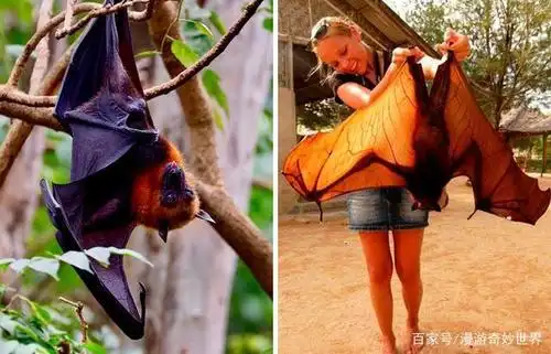 长相最怪异的20种蝙蝠,奇怪的知识又增加了!