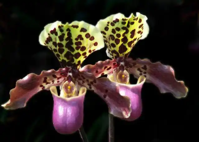 国家Ⅰ级濒危物种我国特有的珍稀兜兰虎斑兜兰