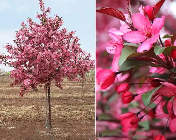 皇家雨点海棠苗 北美海棠新品种皇家雨点海棠多少钱