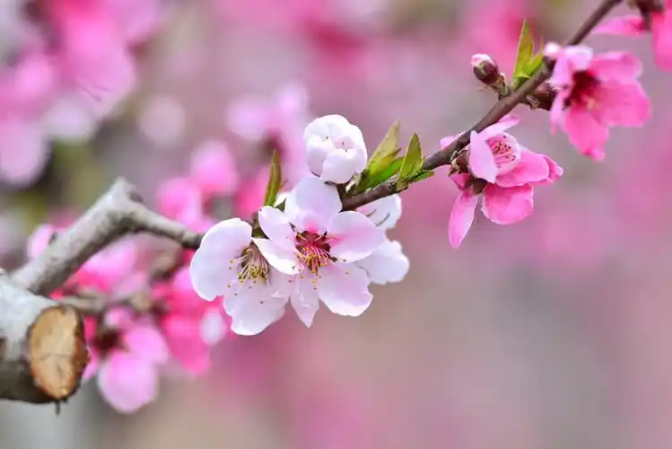 人间四月芳菲尽 河口桃花始盛开