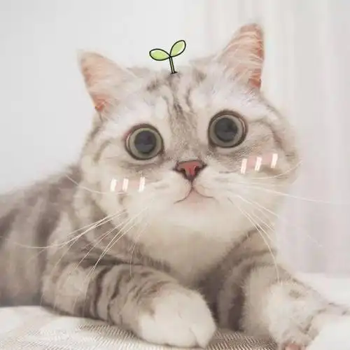 萌系小动物的微信头像