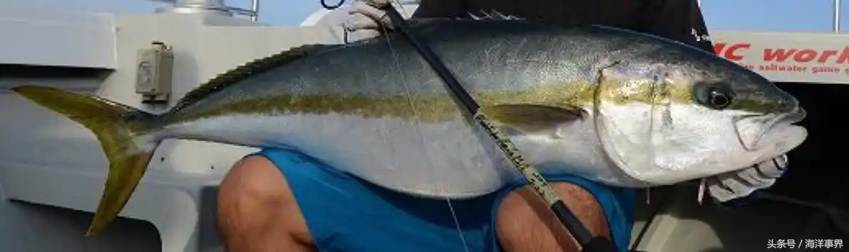 纺缍鰤(双带鲹,海草,拉仑,柴鱼,青甘)印度丝鲹(铜镜鮝仔,须甘,白须公