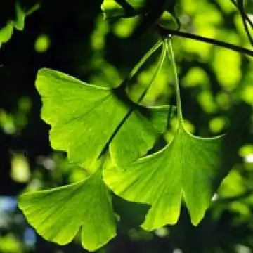 一叶落知天下秋,风景头像图片-回车桌面