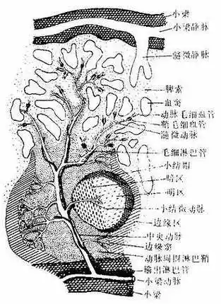 动脉周围淋巴鞘(periarterial lymphatic sheath):是围绕在中央动脉