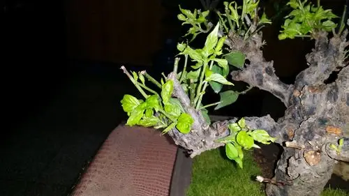 新长出的叶子有点皱皱巴巴似的不挺拔,梅花的叶子长出来转绿很慢.