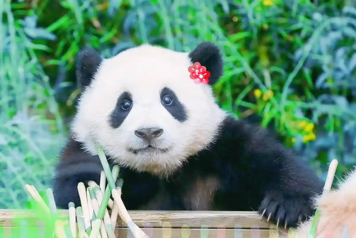 ipad壁纸|花花&福宝 p1花花 p2/3福宝