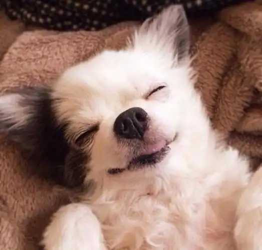 可爱狗狗睡着啦