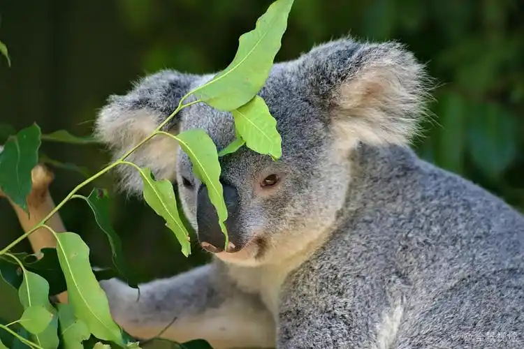 树袋熊_树栖_有袋动物_草食动物_澳大利亚_高清图片_全景视觉