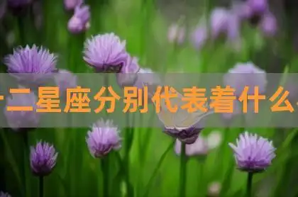 十二星座分别代表着什么花,十二星座本命花