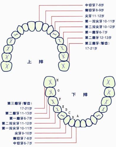 关于孩子的牙齿(出牙 换牙 拔牙知识)